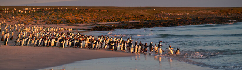 Obraz premium Large number of Gentoo Penguins (Pygoscelis papua) held back from going to sea by a Leopard Seal, out of shot, hunting offshore Bleaker Island in the Falkland Islands.