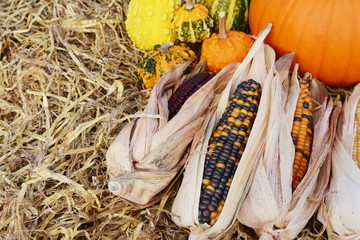 Indian corn cobs with fall ornamental gourds and a pumpkin