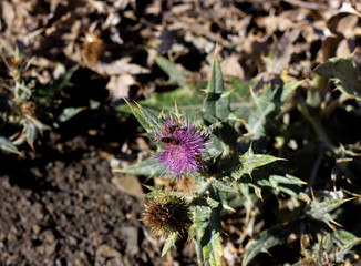 Macro photography of a purple thistle flower in Italian Alps, Monte Baldo, Veneto, Italy, Europe. Purple mountain Thistle. Purple mountain Thistle with thorns. Bee with thistles collects nectar
