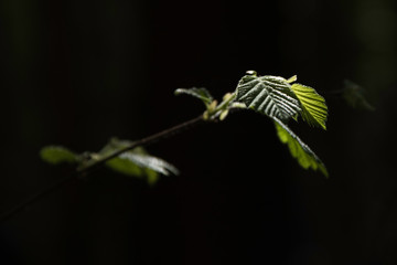 green leaf in a patch of sunlight black background