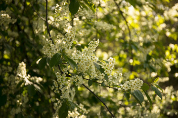 Spring tree branch with blossoming flowers in a garden