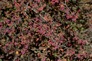 Red fruit and changing leaves hang onto the branch of a barberry bush against an orange background. Red barberry grows on bushes