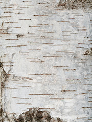 Pattern of birch bark with black stripes on white bark. Wooden texture 