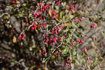 Red fruit and changing leaves hang onto the branch of a barberry bush against an orange background. Red barberry grows on bushes