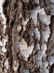 Pattern of birch bark with black stripes on white bark. Wooden texture 