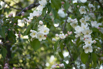 Spring tree branch with blossoming flowers in a garden