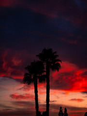 palm trees at sunset