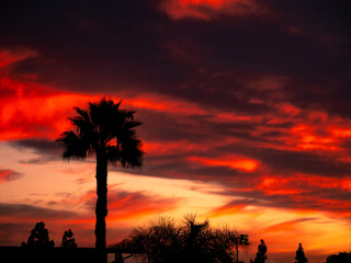 Sunset with Palmtree