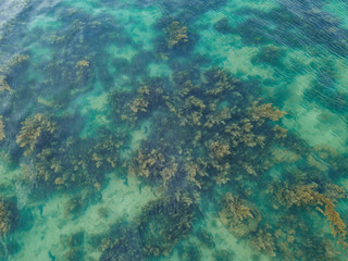 Seaweed floating under the clear surface of the water. Thailand