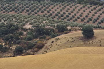 A rainy and foggy day in the olive fields