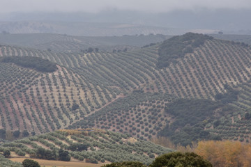 A rainy and foggy day in the olive fields