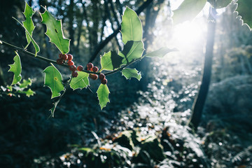 Holly branch in a quiet forest in the North of Spain during autumn with sun backlighting
