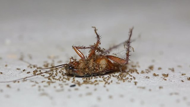 Ants are a harmonious helped transport the remains of dead cockroach.
