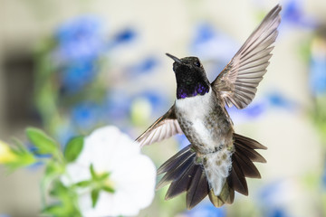 Black-Chinned Hummingbird Searching for Nectar Among the White Flowers