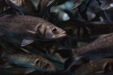 Fischschwarm