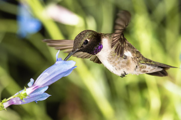 Black-Chinned Hummingbird Searching for Nectar Among the Blue Flowers