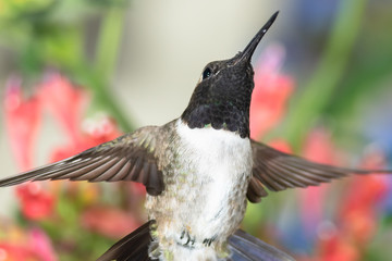 Black-Chinned Hummingbird Searching for Nectar Among the Red Flowers