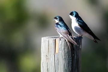 Two Tree Swallows Perched on an Old Weathered Wooden Fence Post