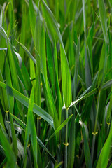 young green wheat, in the Ukrainian fields, the leader of the production of this culture