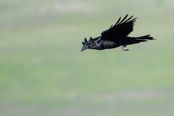 Common Black Raven Flying Over the Canyon Floor