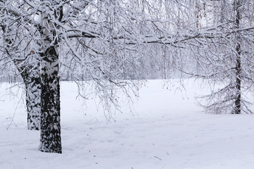 Birches covered with snow in winter season