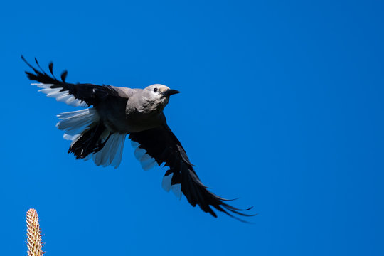 Clark's Nutcracker Flying Low Over the Tree Tops