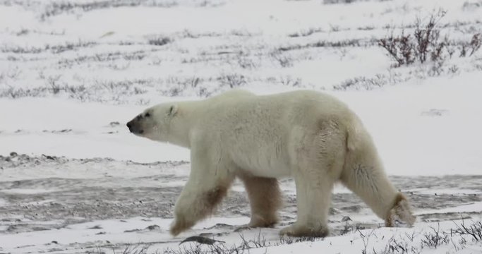 Wild polar bear in snowy tundra along Hudson Bay in Churchill, Manitoba, Canada.