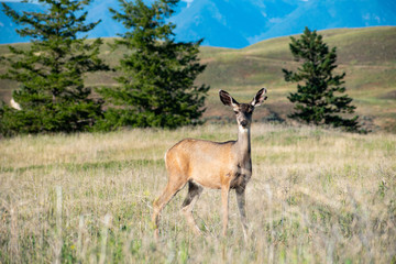 deer in the field