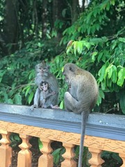 Family time with macaques part two