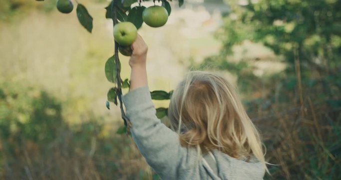 Little toddler picking apples in an orchard