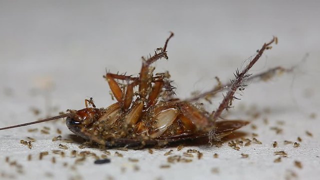 Ants are a harmonious helped transport the remains of dead cockroach.