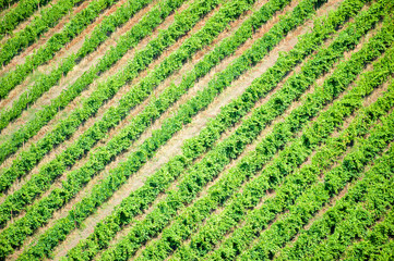 green field of vineyards