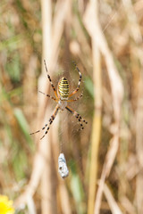 Yellow spider on web