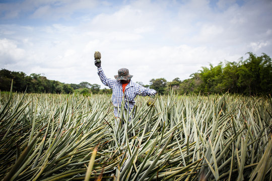 Worker at pineapple farm