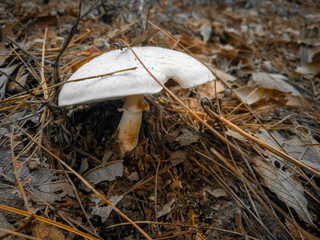 mushroom in forest