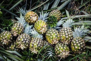 Harvest of pineapple