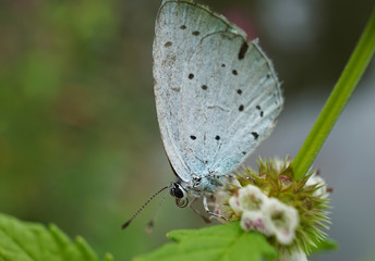 Schmetterlinge Deutschlands - Zwergbläuling