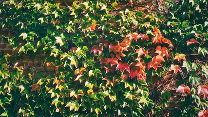 Brick wall covered with Virginia creeper