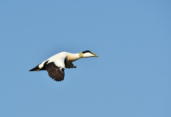 Eiderente im Flug 