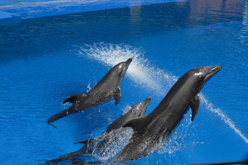 Dolphin show in ushaka marine world Durban