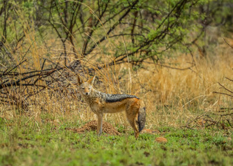 An isolated black backed jackal Canis Mesomelas in a wild game reserve South Africa