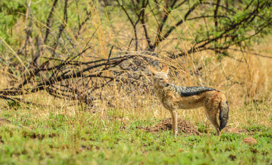 An isolated black backed jackal Canis Mesomelas in a wild game reserve South Africa