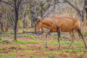 Red hartebeest (Alcelaphus buselaphus caama or Alcelaphus caama) grazing in a nature game South Africa