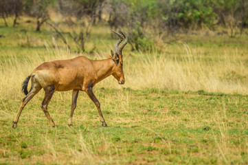 Naklejka na ściany i meble Red hartebeest (Alcelaphus buselaphus caama or Alcelaphus caama) grazing in a nature game South Africa
