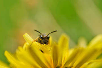 Insekt - Silbermundwespe