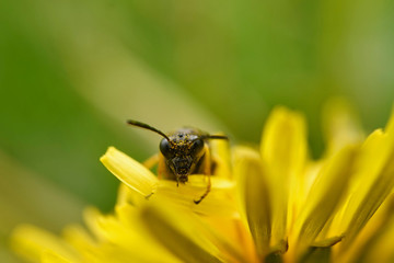 Insekt - Silbermundwespe