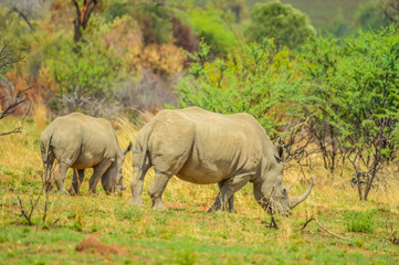 Fototapeta premium Endangered Rhino mother and young baby calf in a game reserve in South Africa