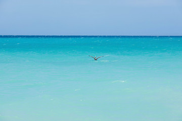 Naklejka premium Beautiful view of cute pelican bird skimming over turquoise water of Atlantic ocean on blue sky background. 