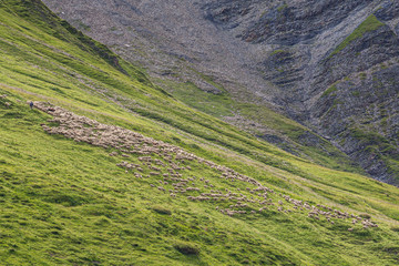 Troupeau de moutons dans la montagne