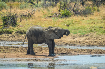 A lone isolated elephaant drinking water from a waterhole in hot summer